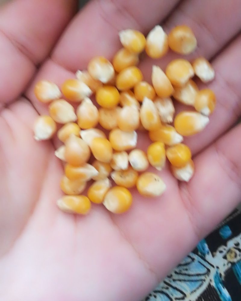 小粒爆花玉米，鸽用玉米，无杂