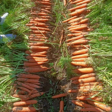 产地大量上市精品胡萝卜🥕