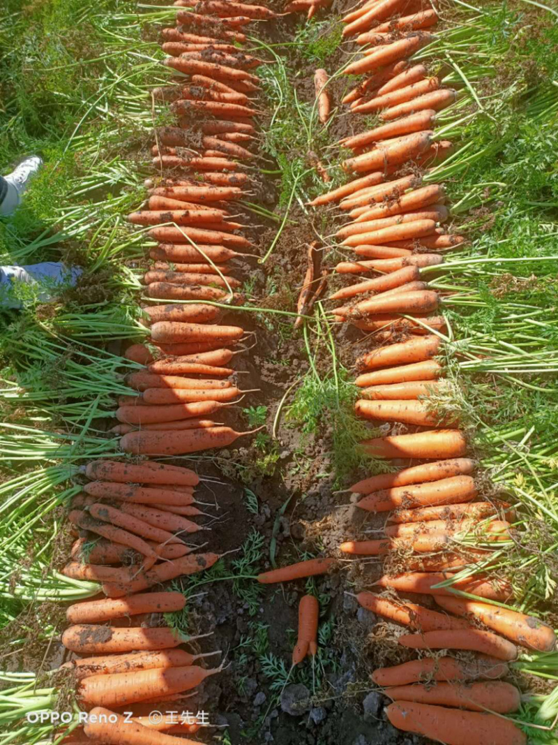 产地大量上市精品胡萝卜🥕