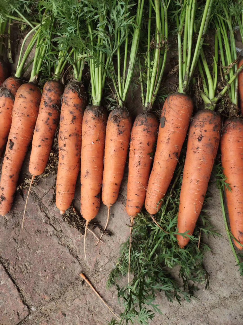 产地大量上市精品胡萝卜🥕