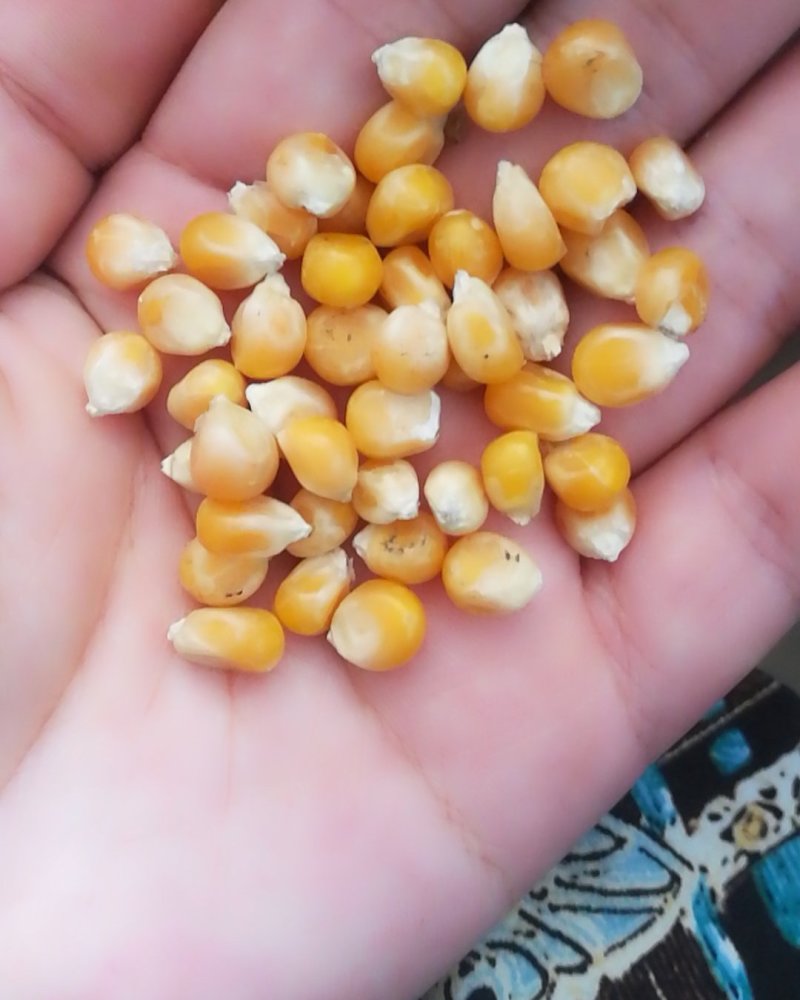 小粒爆花玉米，鸽用玉米，无杂