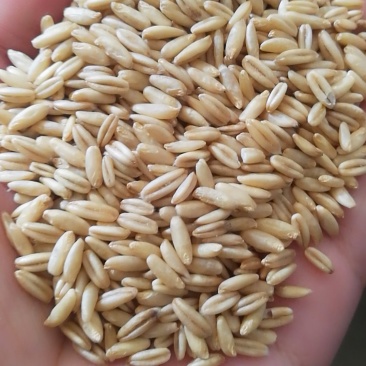 食品级燕麦米，鸟用燕麦米