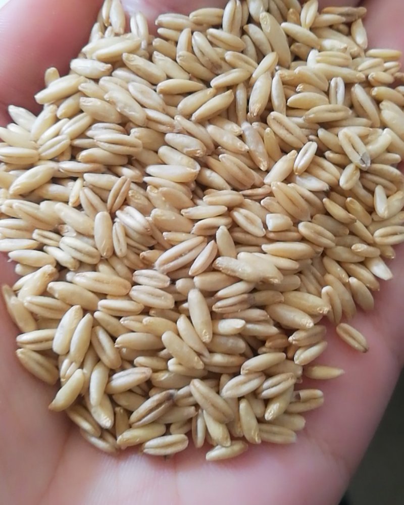 食品级燕麦米，鸟用燕麦米
