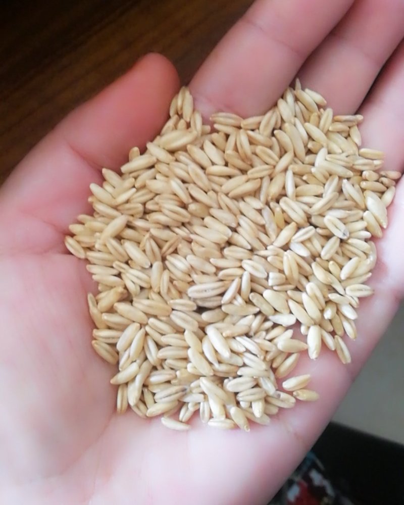食品级燕麦米，鸟用燕麦米