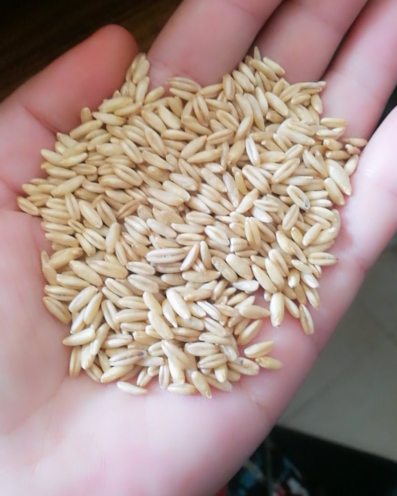 食品级燕麦米，鸟用燕麦米
