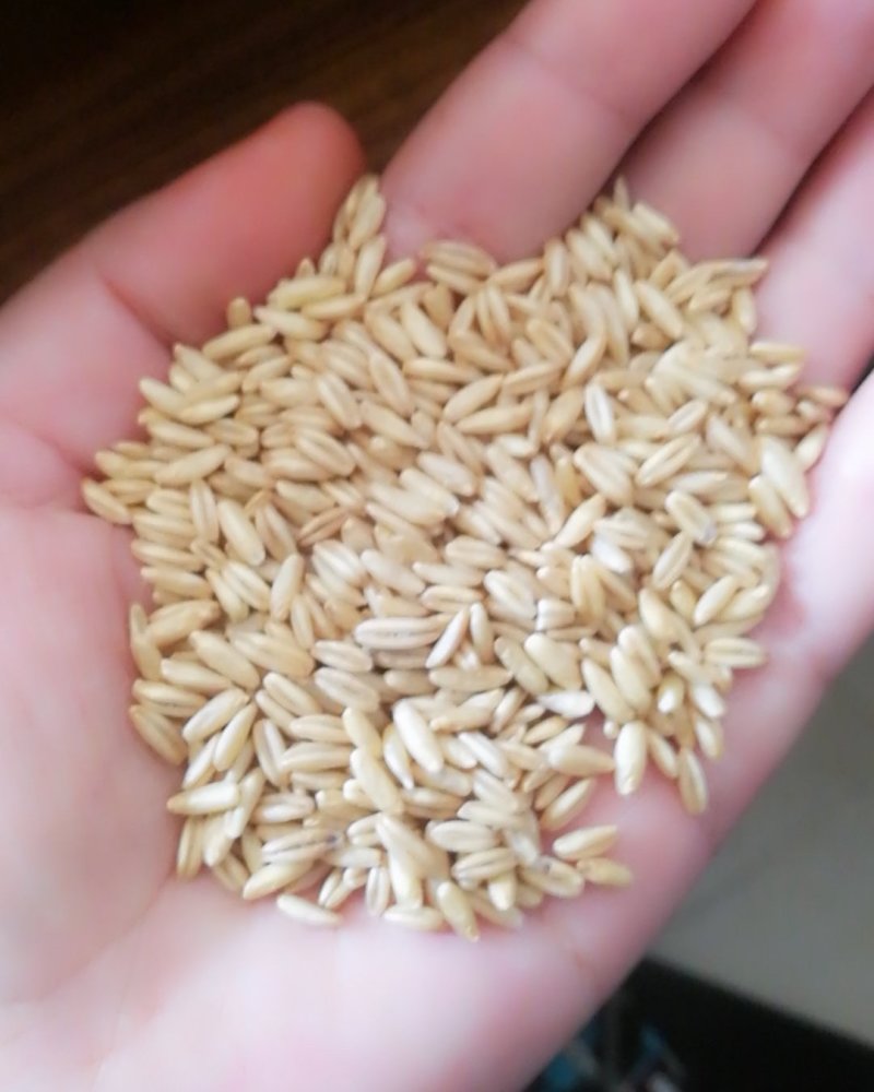 食品级燕麦米，鸟用燕麦米