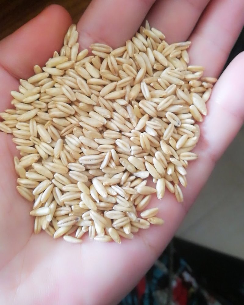 食品级燕麦米，鸟用燕麦米