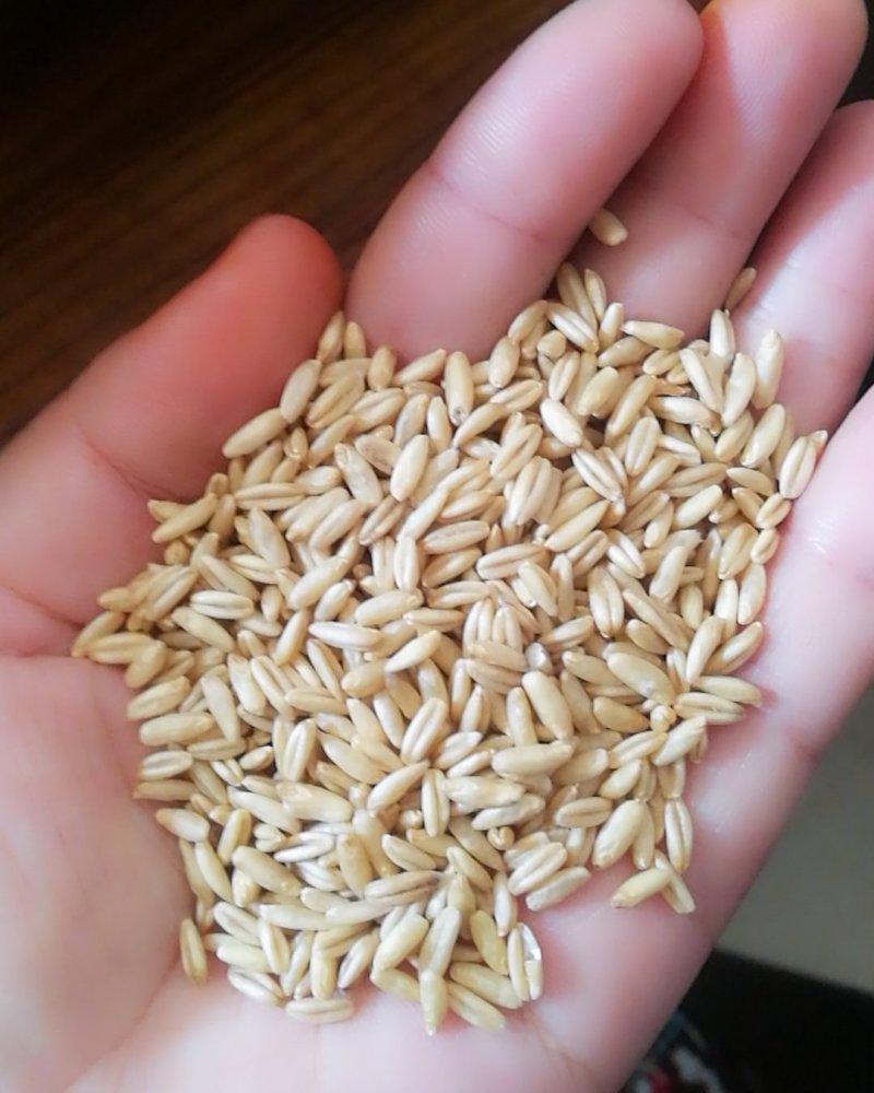 食品级燕麦米，鸟用燕麦米