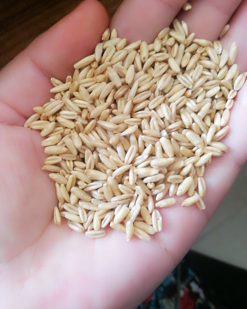 食品级燕麦米，鸟用燕麦米