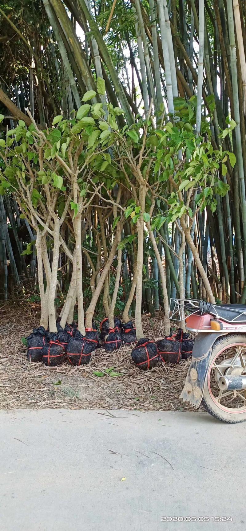 无核荔枝苗，果子清甜可口，苗子大小规格都有