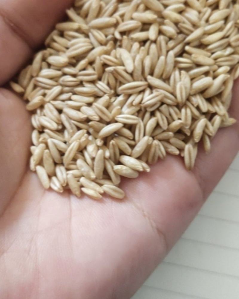 一级燕麦米，食品级燕麦米鸟用燕麦米，精选燕麦米