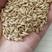 一级燕麦米，食品级燕麦米鸟用燕麦米，精选燕麦米