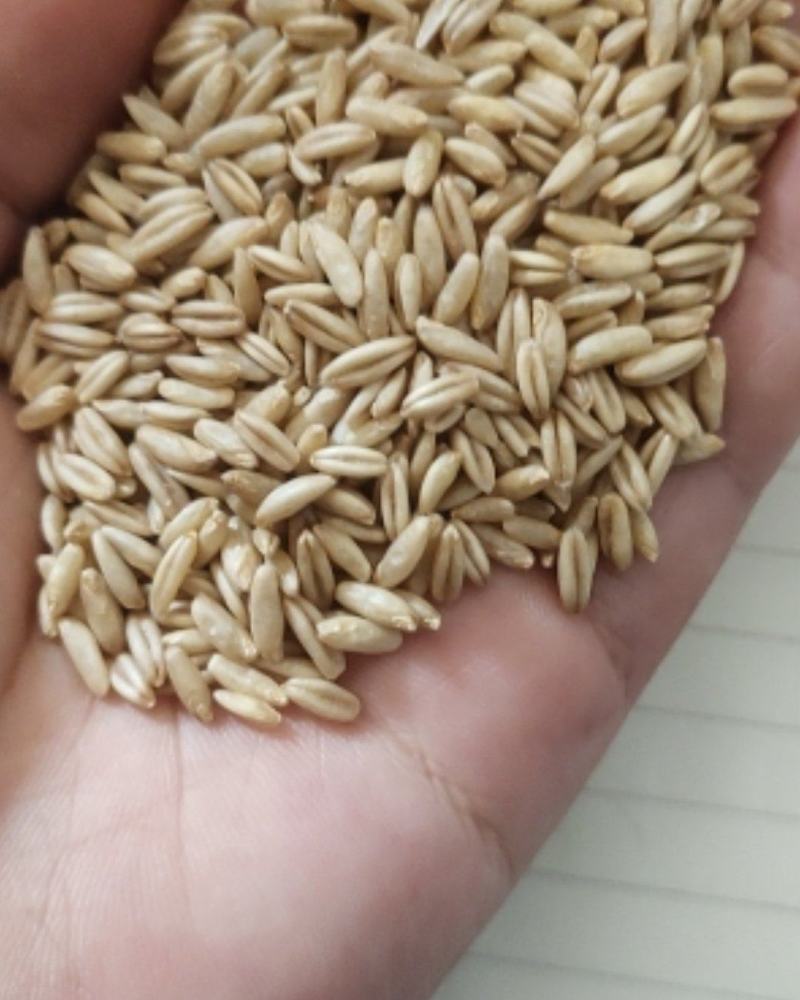 一级燕麦米，食品级燕麦米鸟用燕麦米，精选燕麦米