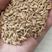 一级燕麦米，食品级燕麦米鸟用燕麦米，精选燕麦米