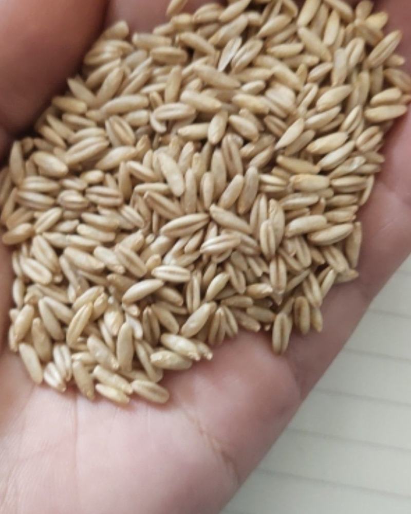 一级燕麦米，食品级燕麦米鸟用燕麦米，精选燕麦米