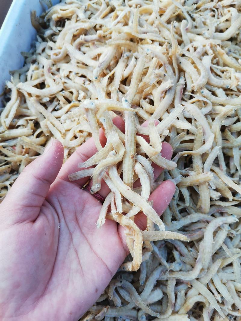 渤海湾优质凤尾鱼，营养价值高，产地直销，欢迎采购