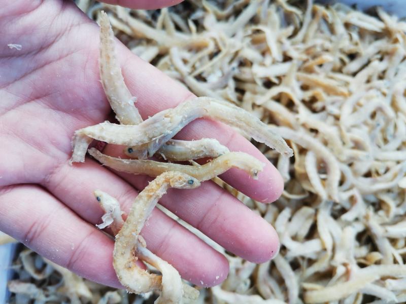 渤海湾优质凤尾鱼，营养价值高，产地直销，欢迎采购