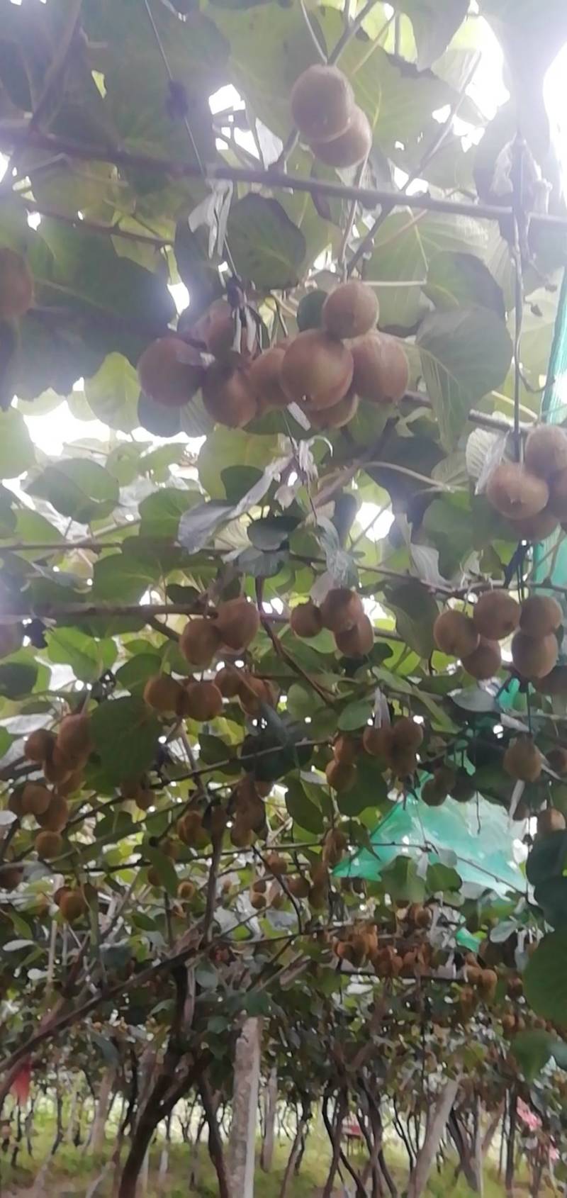 猕猴桃，成熟季节已来到，各品种将陆续上市。有需要的联系我