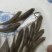 【荐】青波鱼苗体格健壮规格整齐鱼场直销提供技术支持