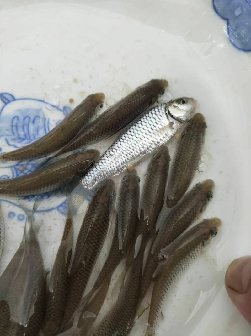 【荐】青波鱼苗体格健壮规格整齐鱼场直销提供技术支持