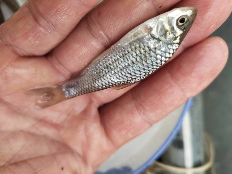 【荐】青波鱼苗体格健壮规格整齐鱼场直销提供技术支持