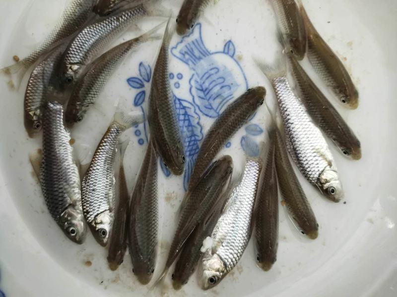 【荐】青波鱼苗体格健壮规格整齐鱼场直销提供技术支持
