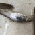 【荐】青波鱼苗体格健壮规格整齐鱼场直销提供技术支持