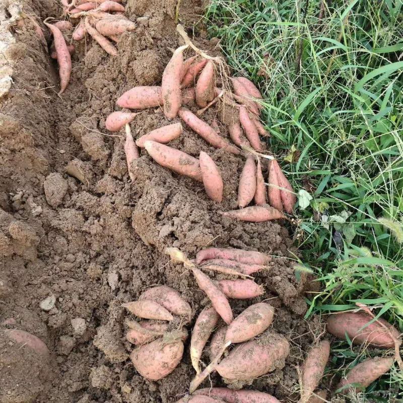 【基地直供】莒南西瓜红红薯大量供应现挖现发品质保证全国发
