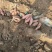 【基地直供】莒南西瓜红红薯大量供应现挖现发品质保证全国发