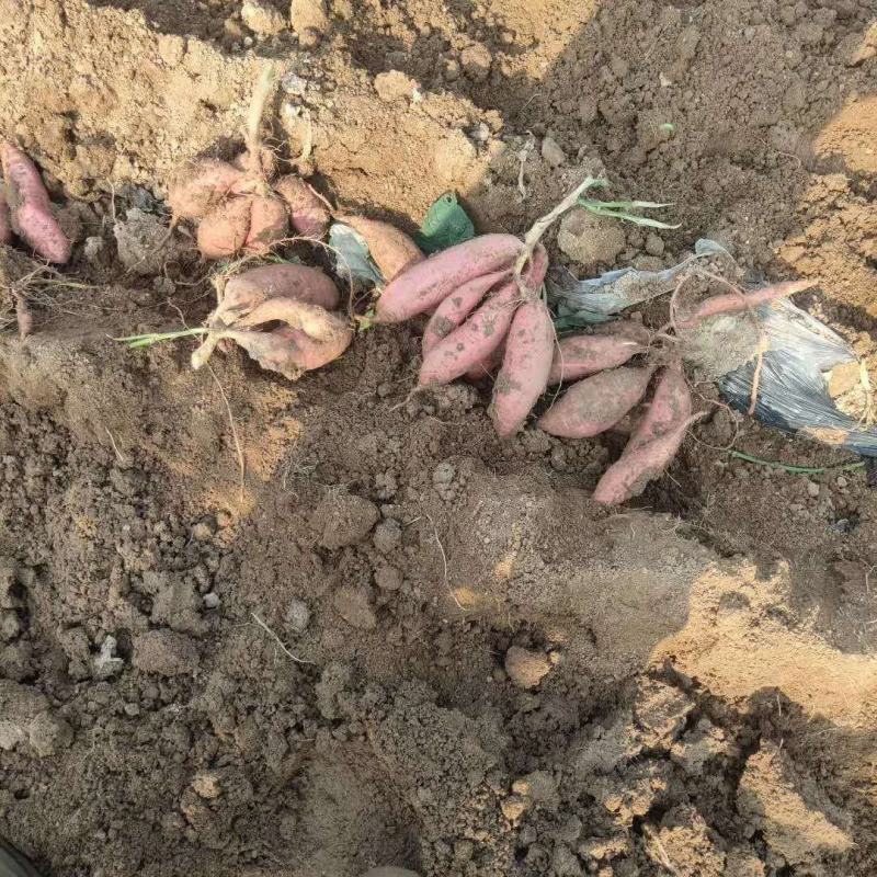 【基地直供】莒南西瓜红红薯大量供应现挖现发品质保证全国发