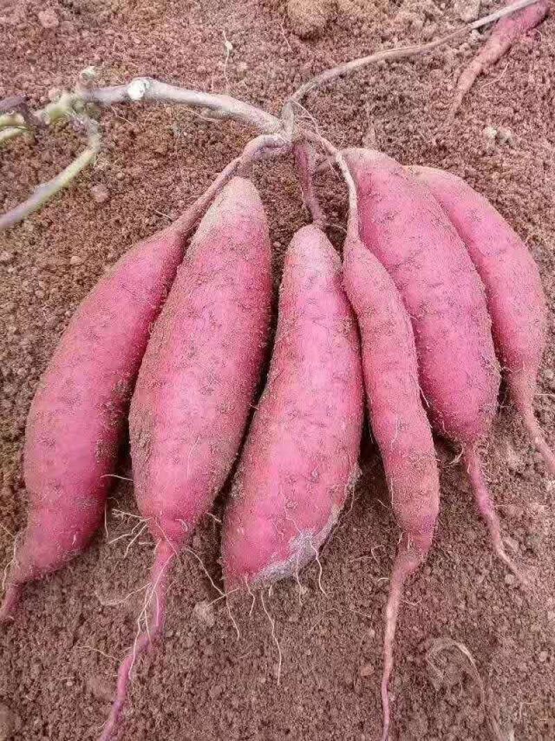 【基地直供】莒南西瓜红红薯大量供应现挖现发品质保证全国发