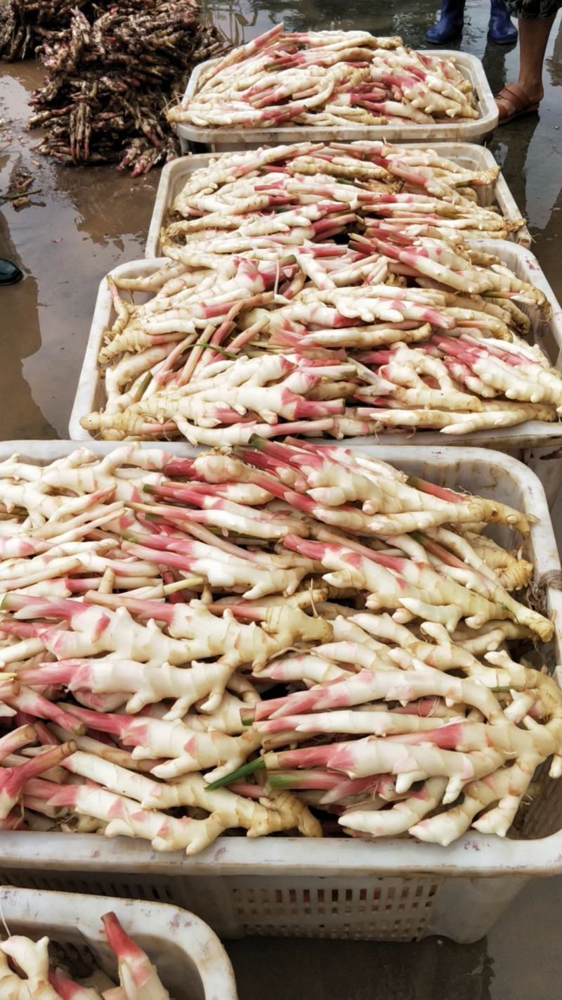 新鲜仔姜大量上市，欢迎光临采购