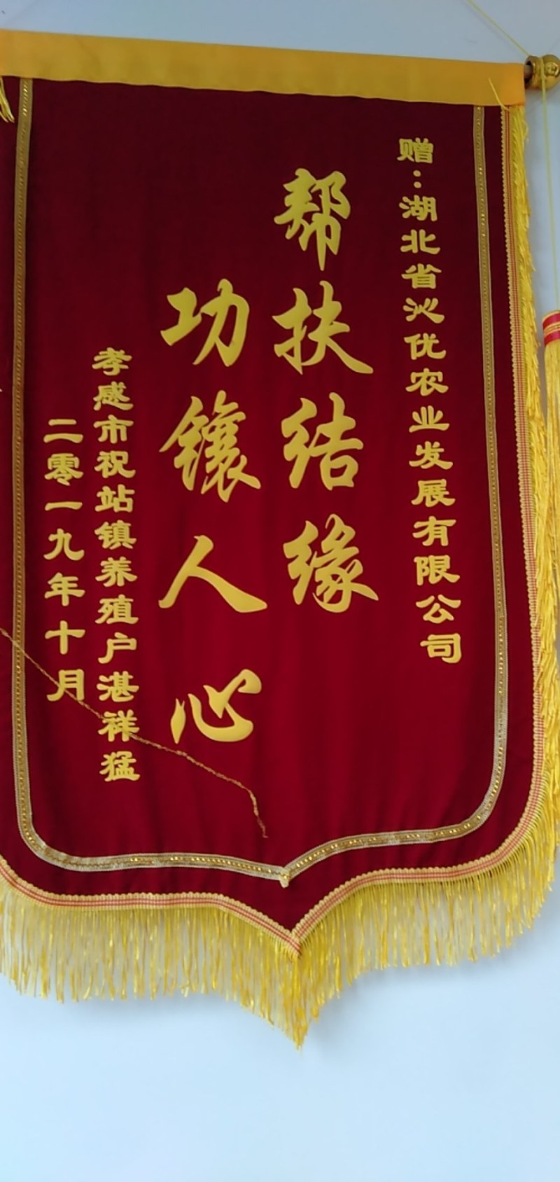 “黄优1号”黄骨鱼苗种产地直销黄颡鱼苗黄辣丁基地直供