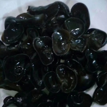 黑木耳、碗耳、食用菌