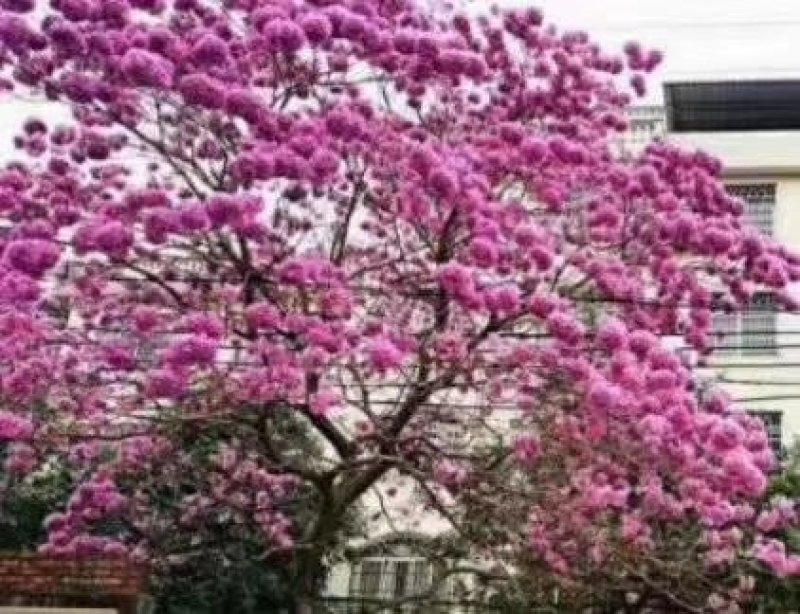 紫花风铃木营养小杯苗，路边公园旅游景区之一树苗