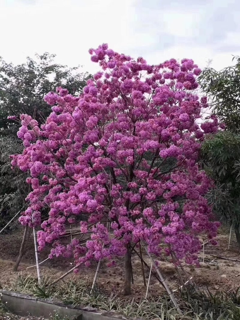 紫花风铃木营养小杯苗，路边公园旅游景区之一树苗