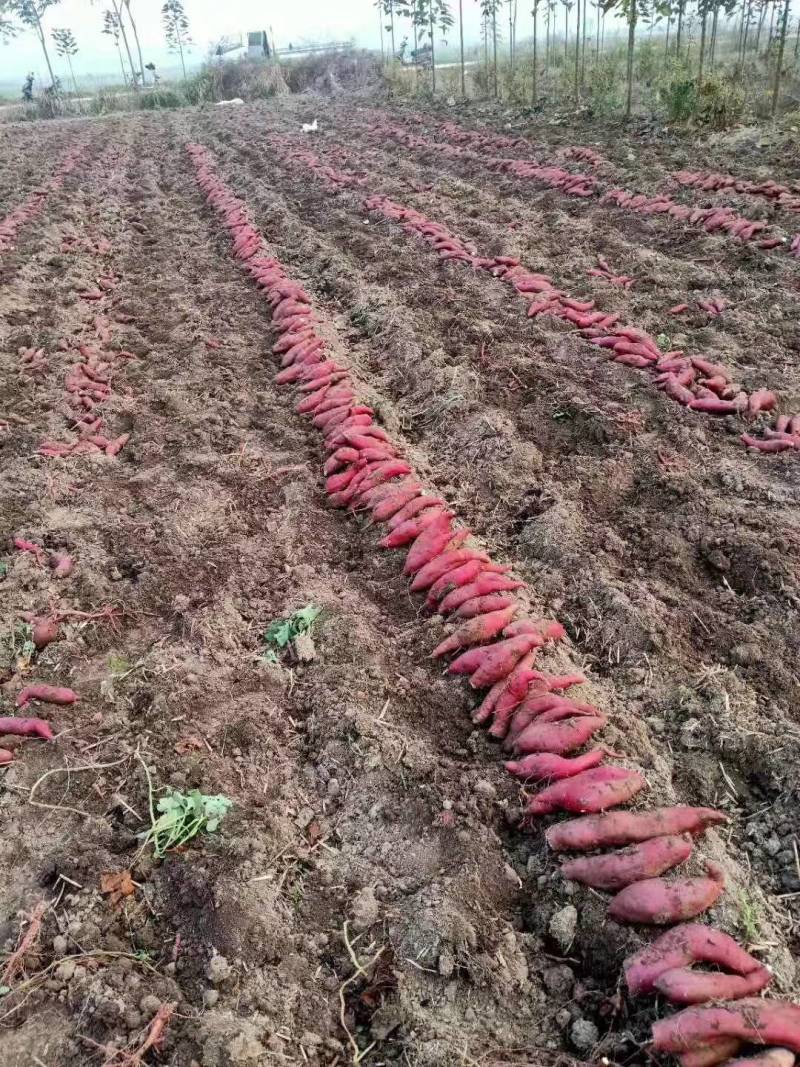 【精品】河南西瓜红和龙九红薯全国发货3两以上产地直销