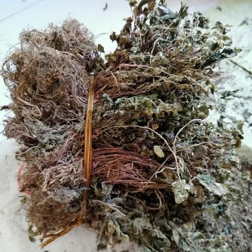风柜斗草，风谷草，月亮山纯野生货。