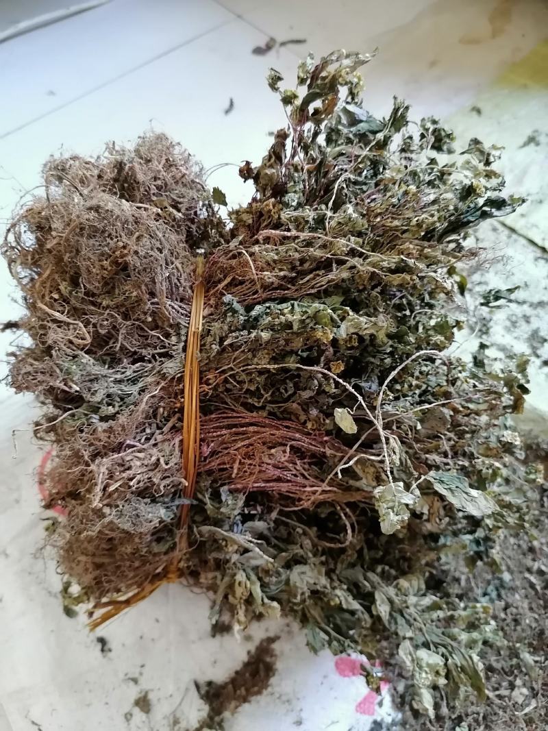 风柜斗草，风谷草，月亮山纯野生货。