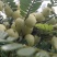 新鲜潮汕油柑子油甘子牛甘果扁甘甜