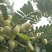 新鲜潮汕油柑子油甘子牛甘果扁甘甜