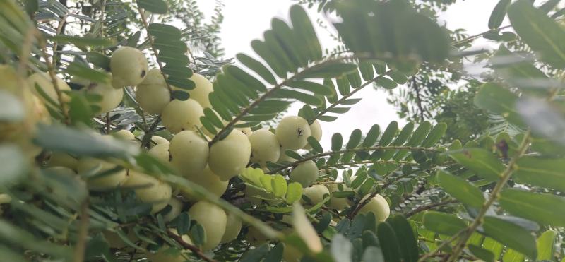 新鲜潮汕油柑子油甘子牛甘果扁甘甜