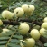新鲜潮汕油柑子油甘子牛甘果扁甘甜