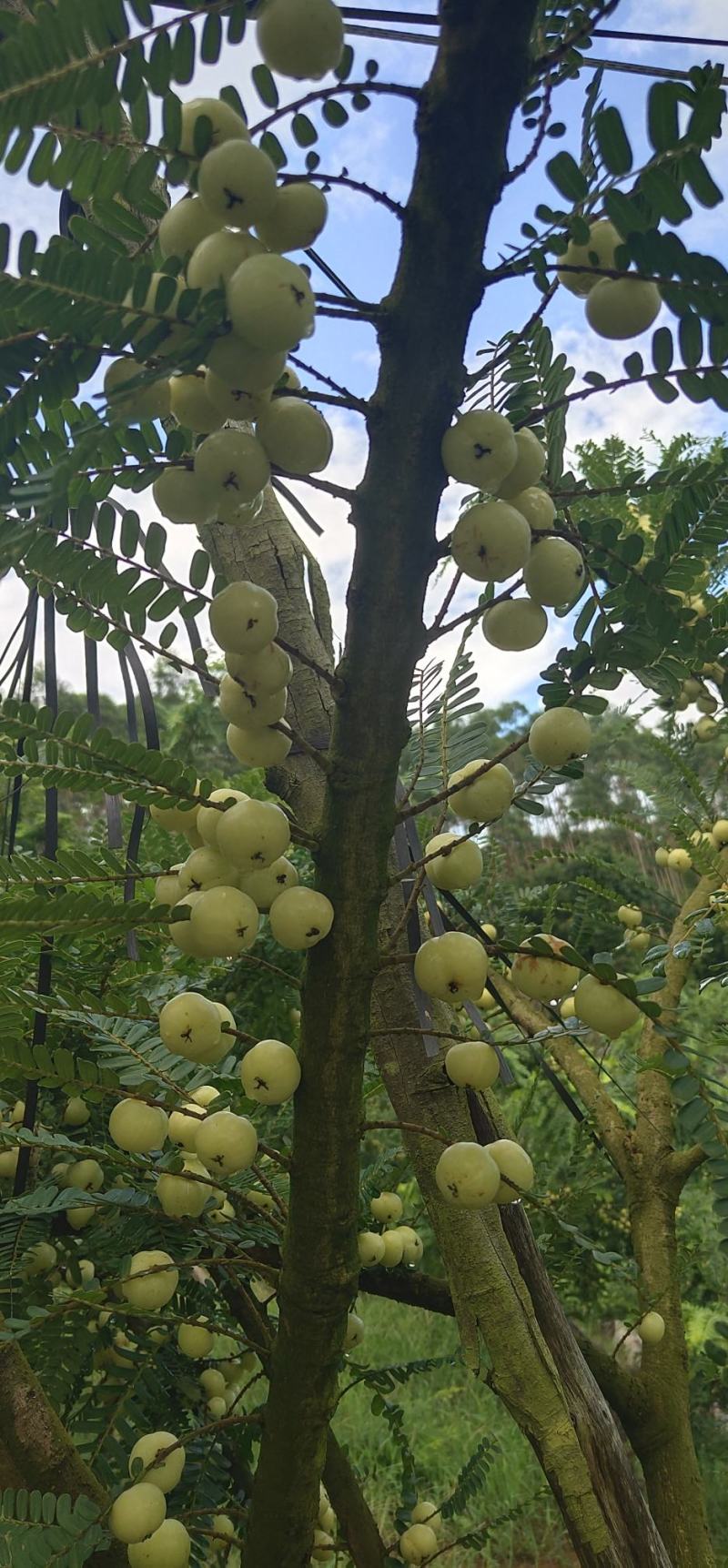 新鲜潮汕油柑子油甘子牛甘果扁甘甜
