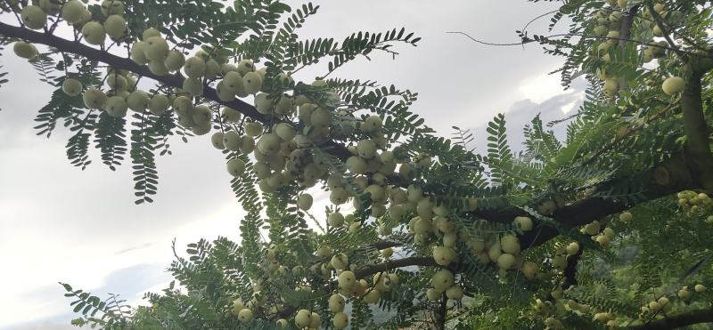 新鲜潮汕油柑子油甘子牛甘果扁甘甜