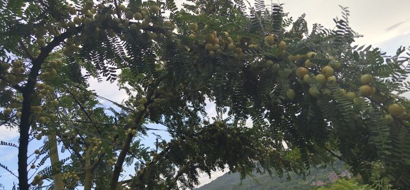 新鲜潮汕油柑子油甘子牛甘果扁甘甜