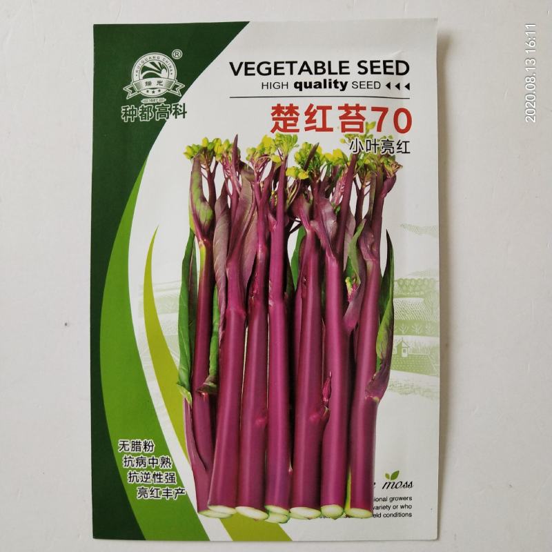 红菜苔种子，种都红1号红菜苔种子杂交品种，高产