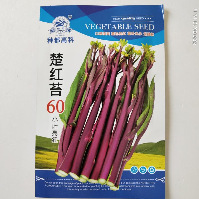 红菜苔种子，种都红1号红菜苔种子杂交品种，高产