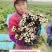 红菜苔种子，种都红1号红菜苔种子杂交品种，高产