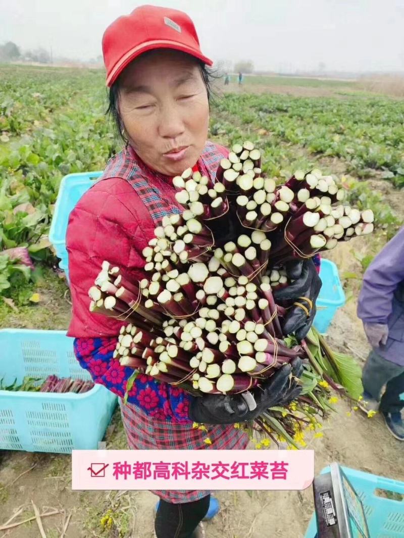 红菜苔种子，种都红1号红菜苔种子杂交品种，高产